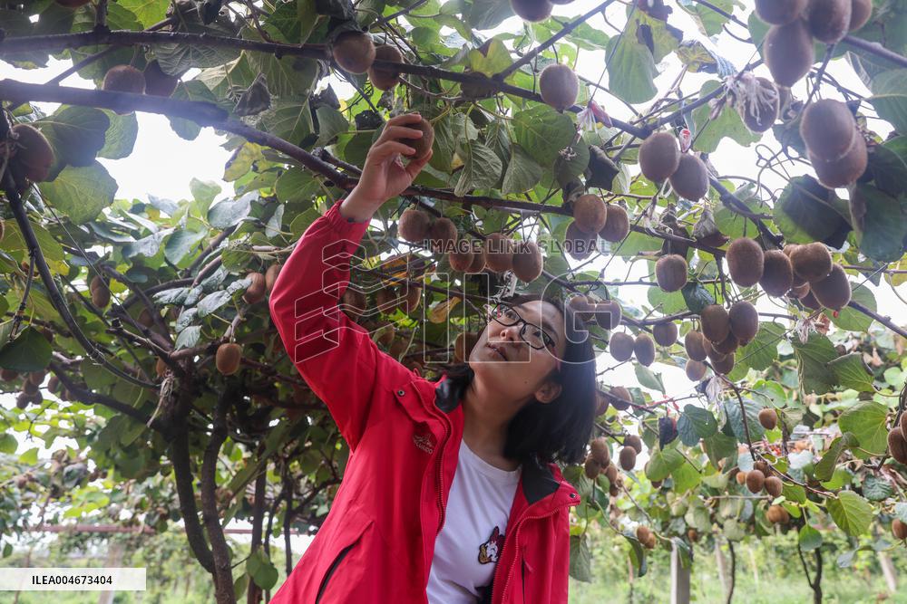 Kiwifruit Harvest in Pingdingshan