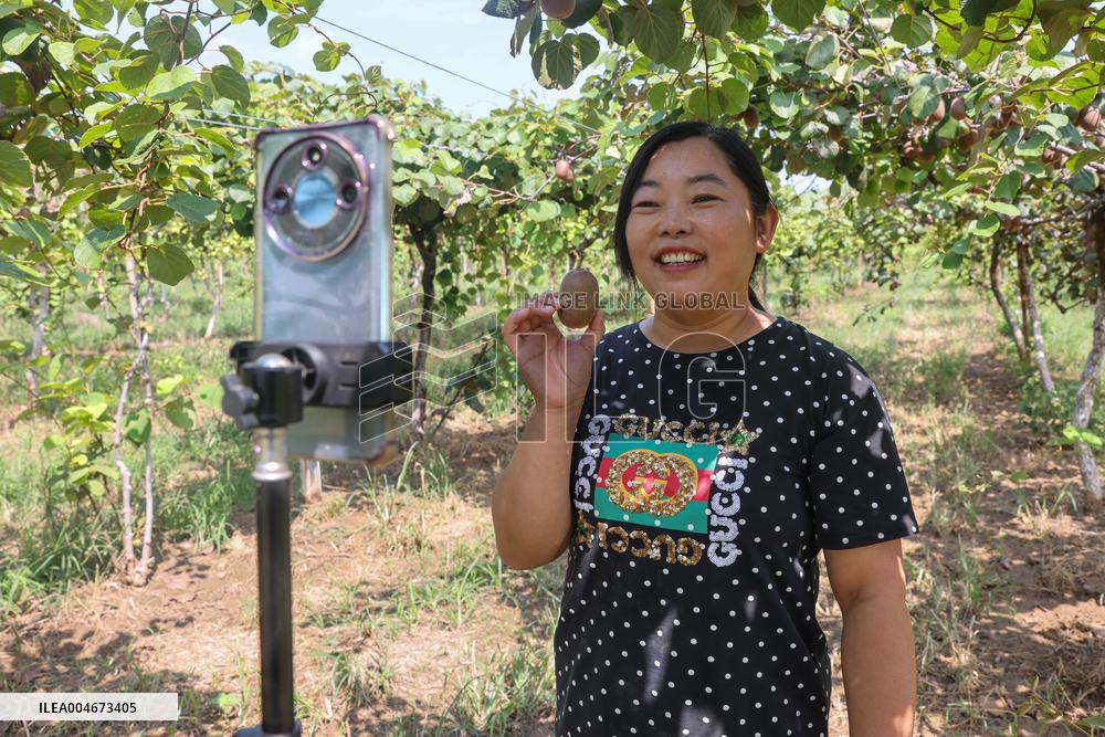 Kiwifruit Harvest in Pingdingshan