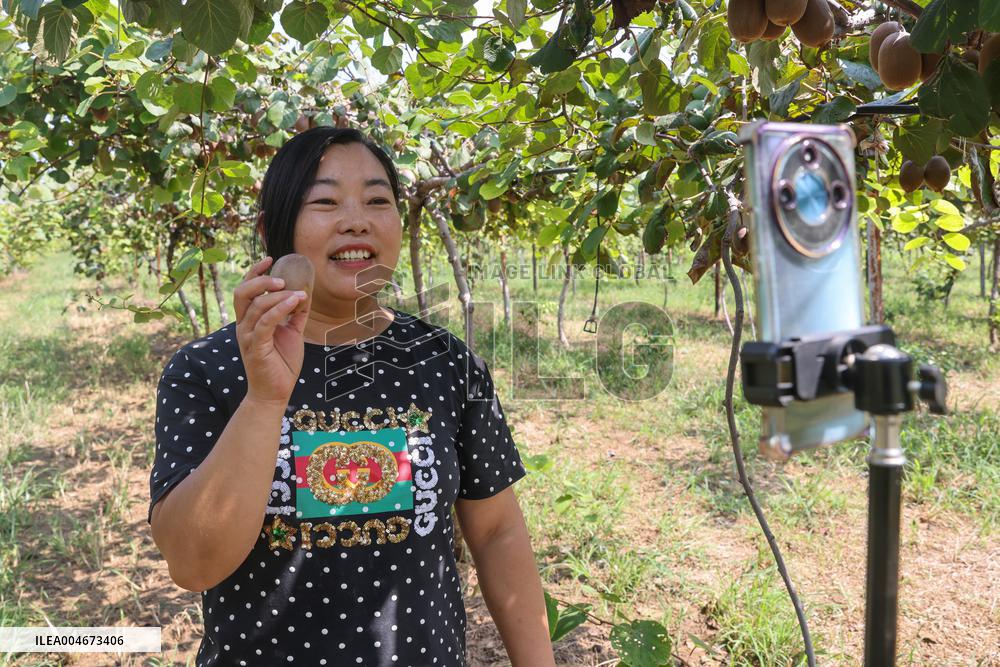 Kiwifruit Harvest in Pingdingshan