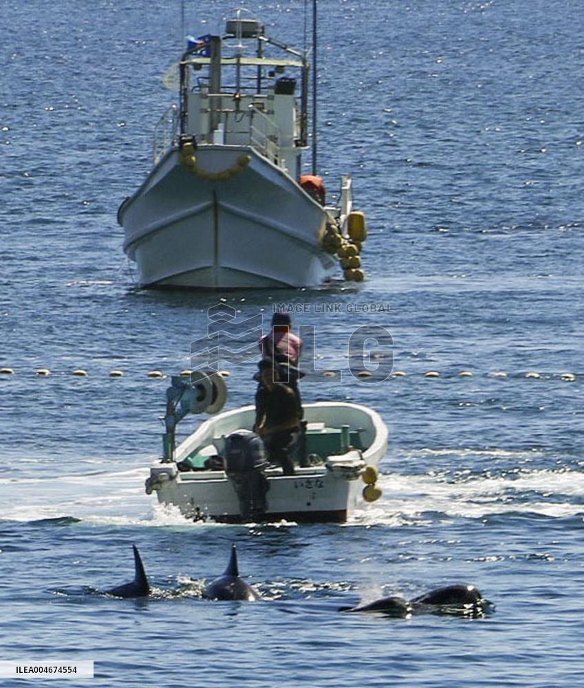 Dolphin hunt begins in western Japan town