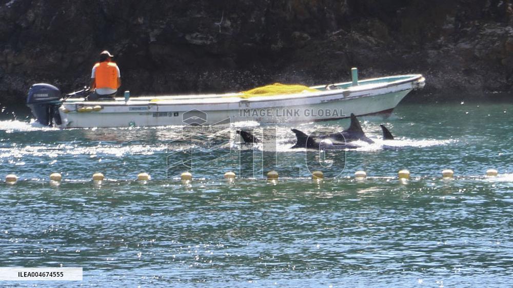 Dolphin hunt begins in western Japan town