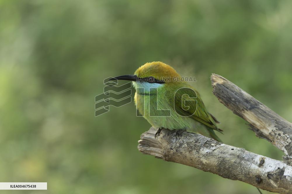 Wildlife And Landscapes - Sri Lanka