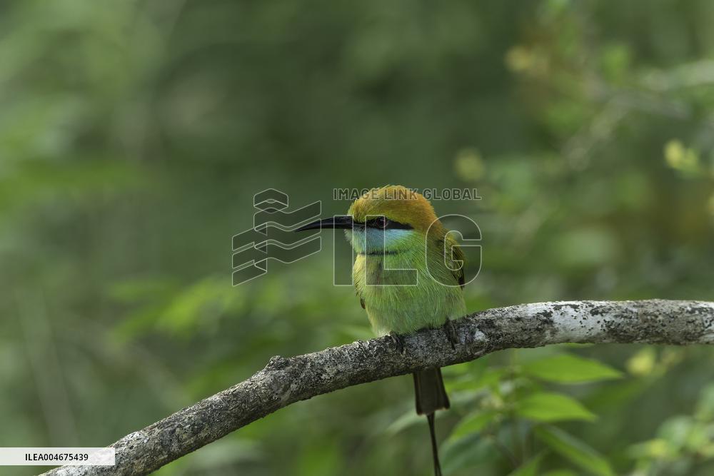 Wildlife And Landscapes - Sri Lanka