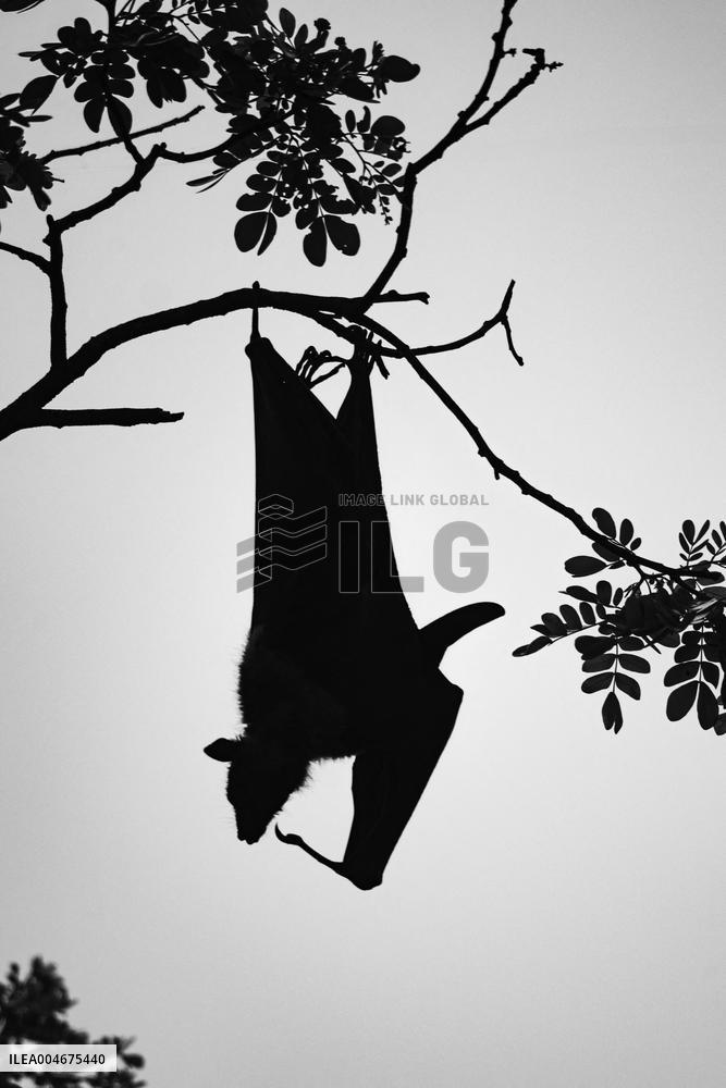 Wildlife And Landscapes - Sri Lanka