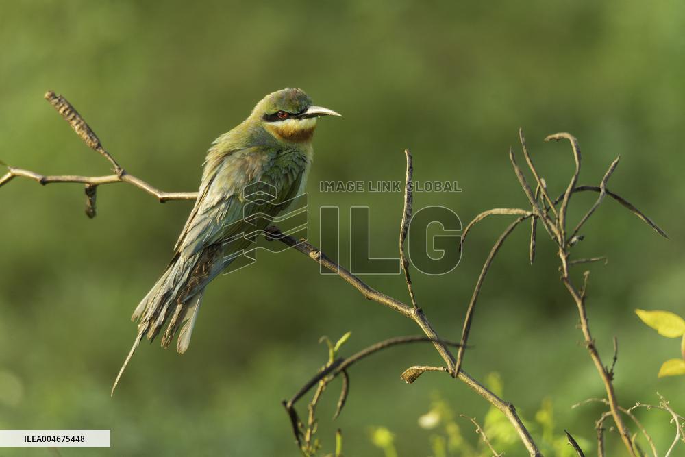 Wildlife And Landscapes - Sri Lanka
