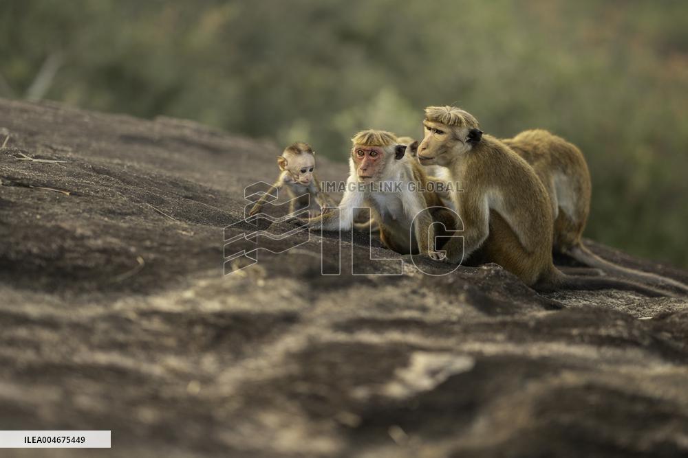 Wildlife And Landscapes - Sri Lanka