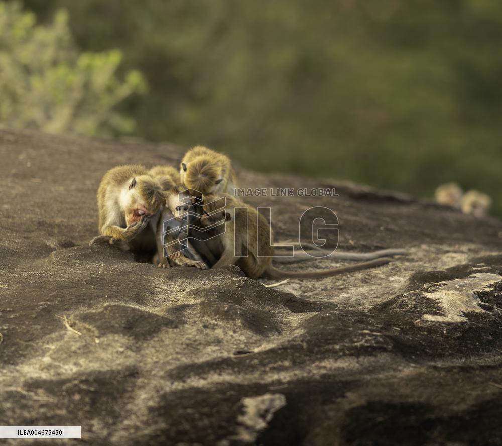 Wildlife And Landscapes - Sri Lanka