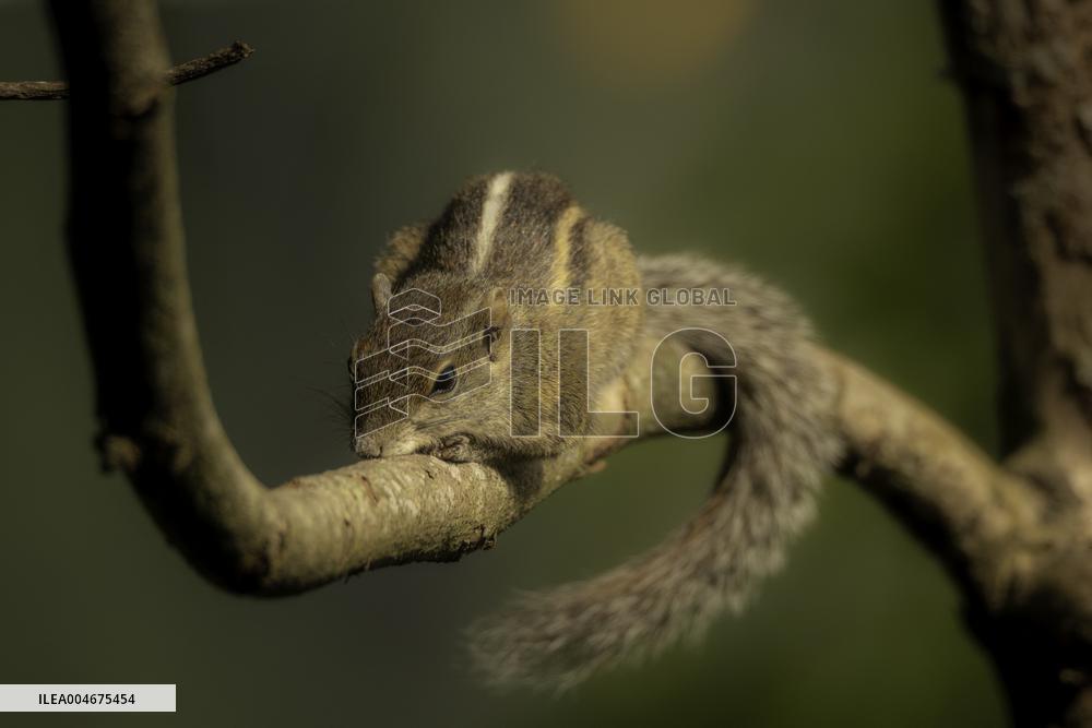 Wildlife And Landscapes - Sri Lanka