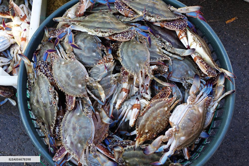 The First Batch of Seafood