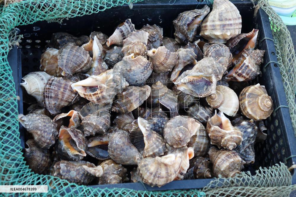 The First Batch of Seafood