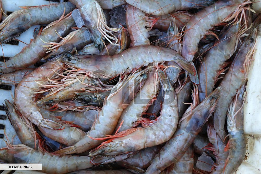 The First Batch of Seafood