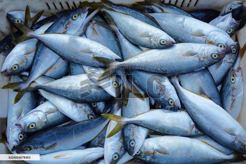 The First Batch of Seafood