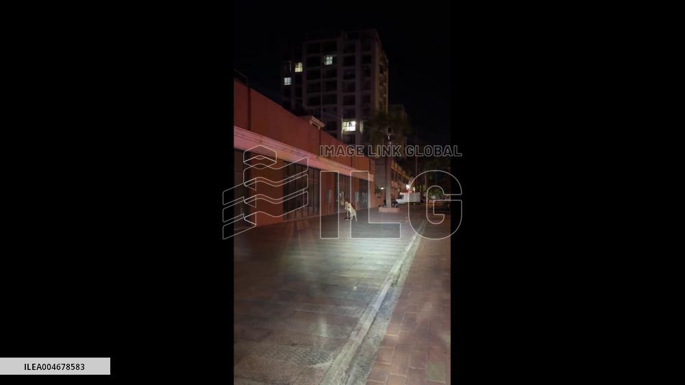 China: Talented Dog Rides Scooter in Hunan