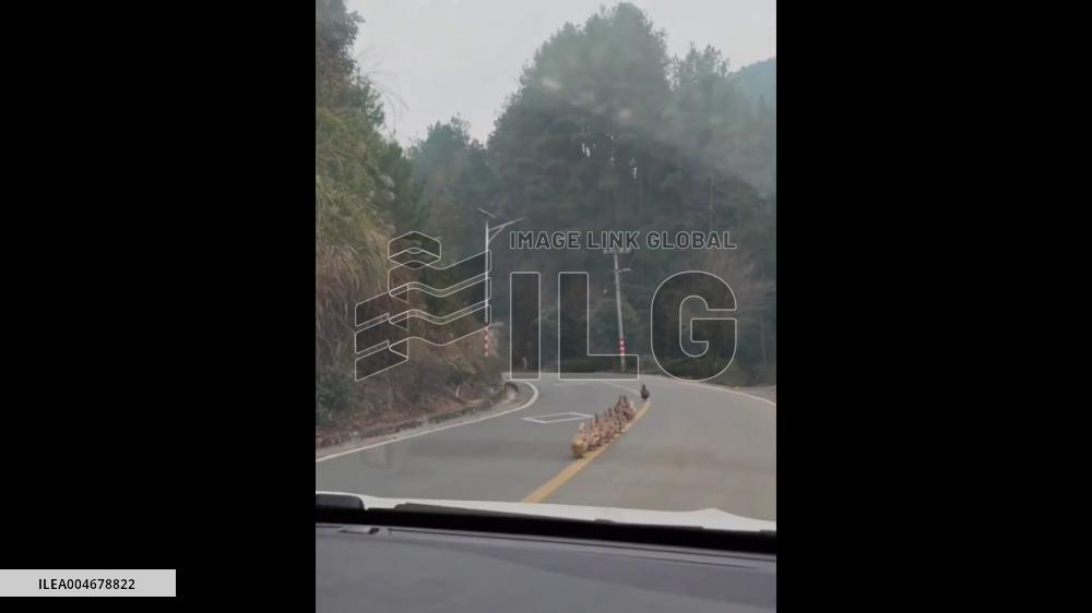 China: Ducks Waddle Neatly Along Yellow Line on Guangdong Road