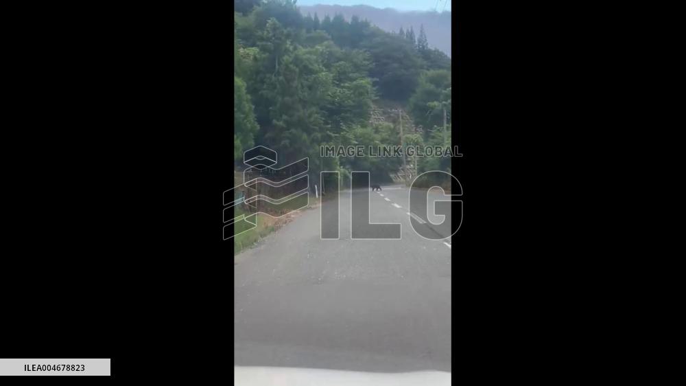 Japan: Bear Sightings Surge Across Country, Fatalities Reported