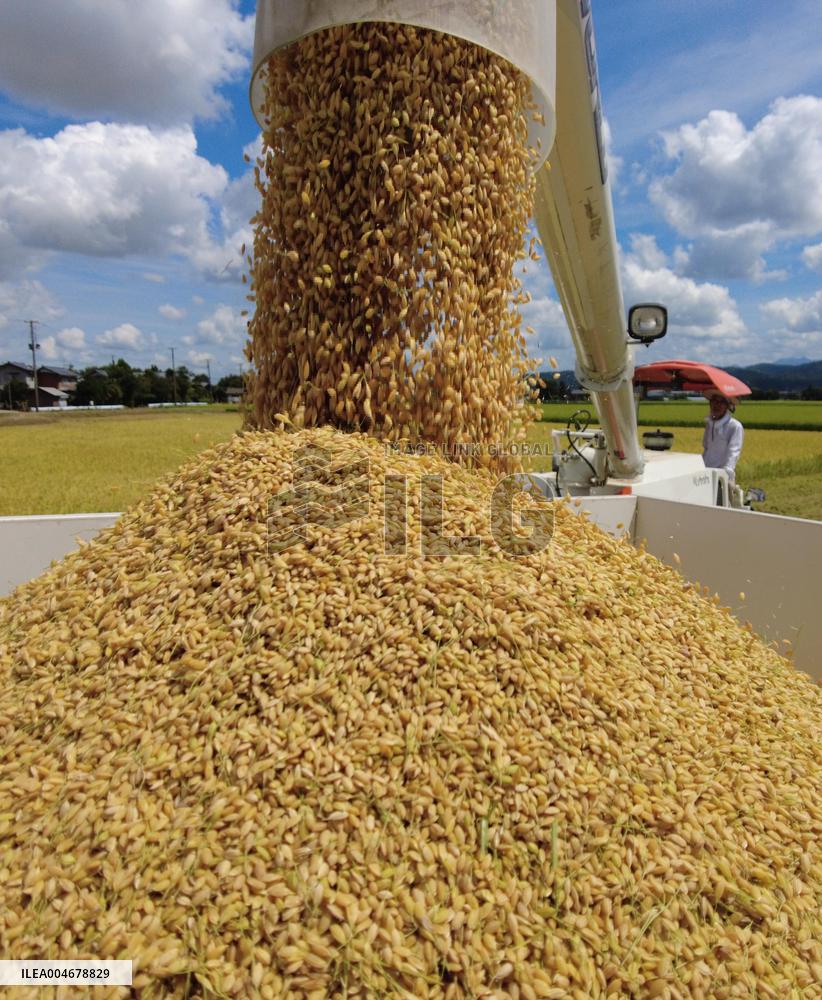 Rice harvest in Japan