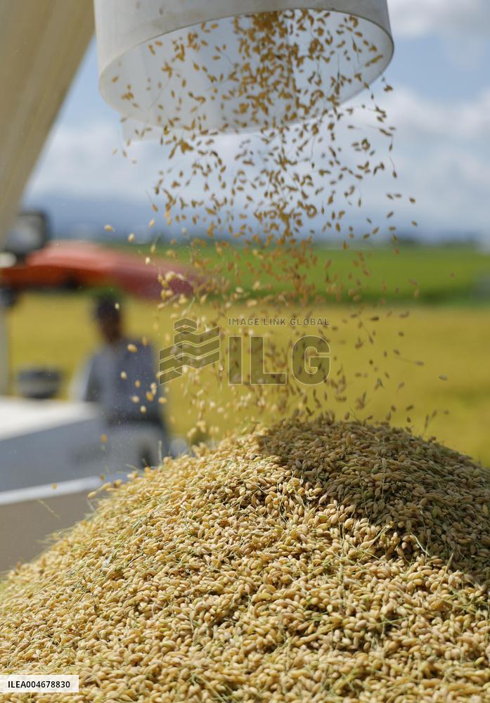 Rice harvest in Japan