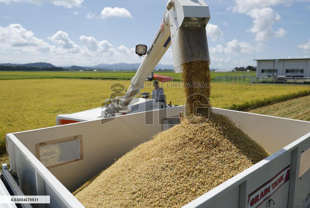 Rice harvest in Japan