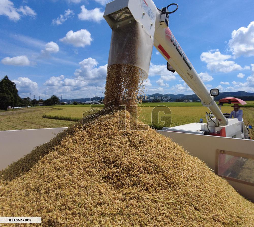 Rice harvest in Japan