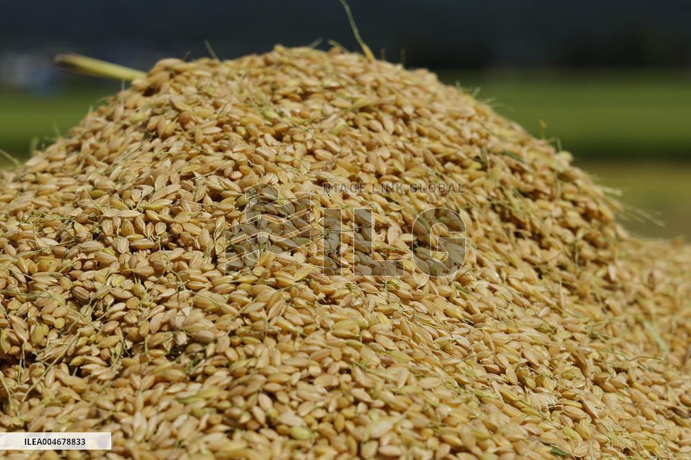 Rice harvest in Japan