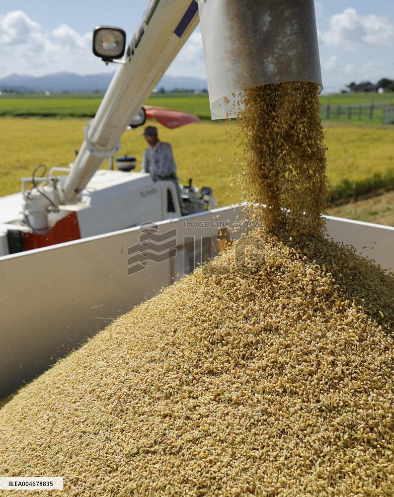 Rice harvest in Japan
