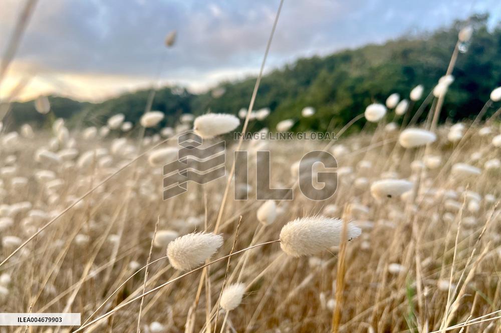 Illustration - Oleron Island