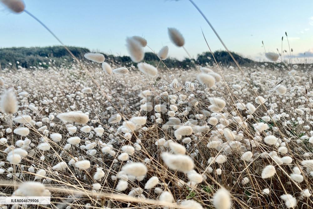 Illustration - Oleron Island