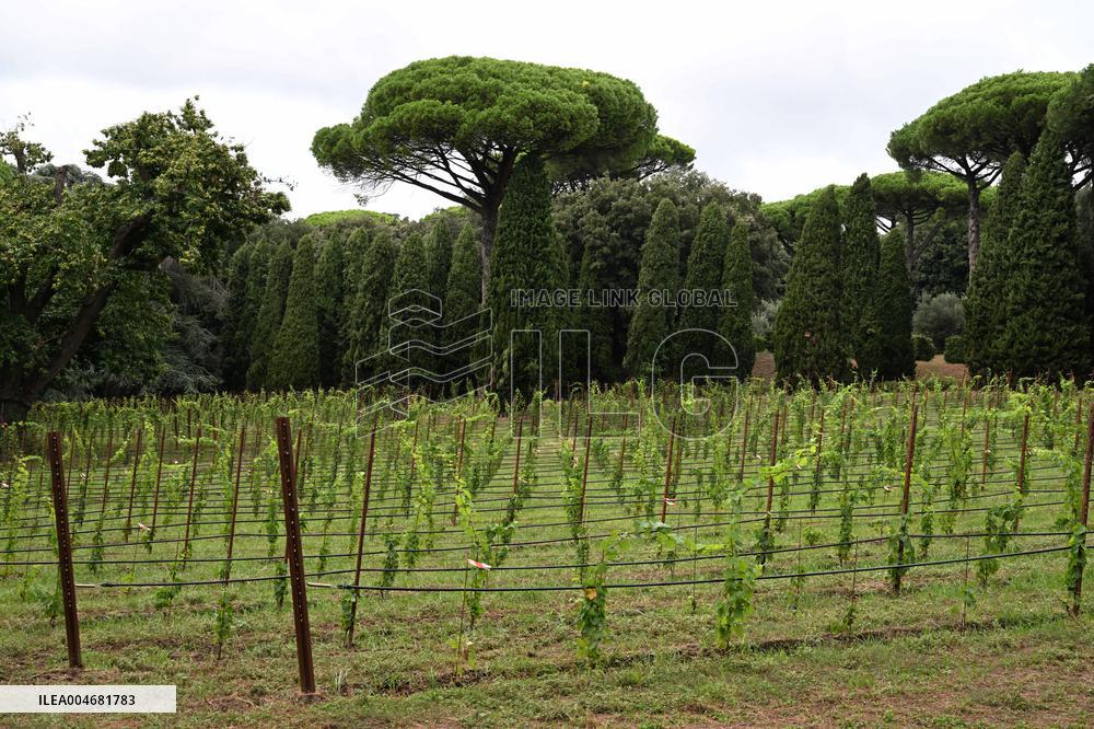 Vatican’s Ecological Project In The Pope’s Gardens in Castel Gandolfo