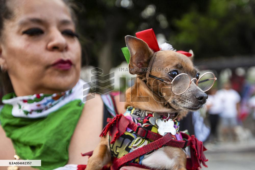 Anti ICE Demonstrations - LA