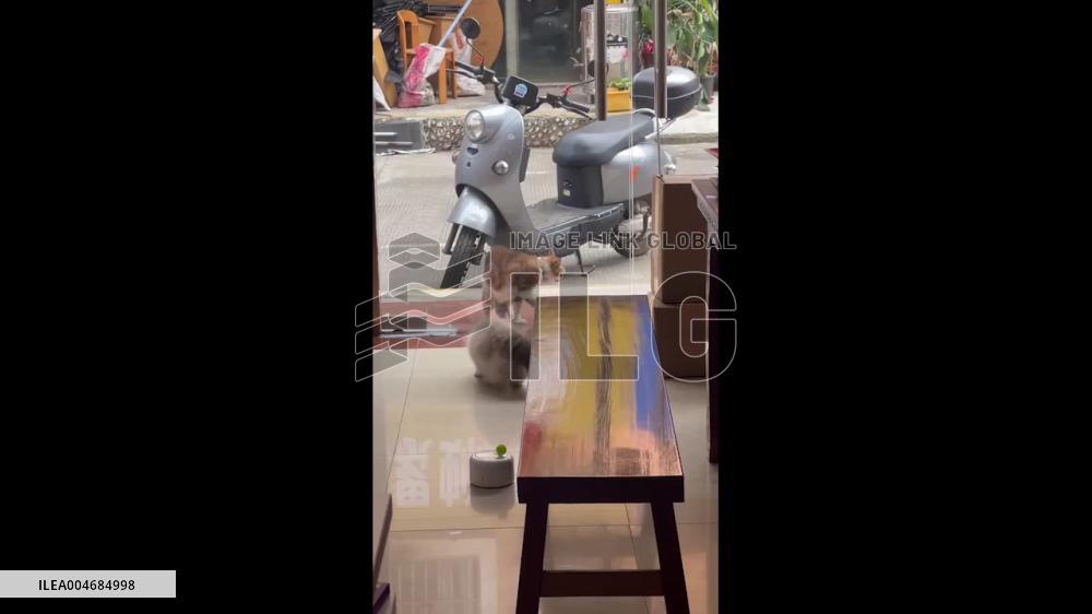 China: Shop Cat Jumps in Shock After Another Cat Suddenly Meows Outside