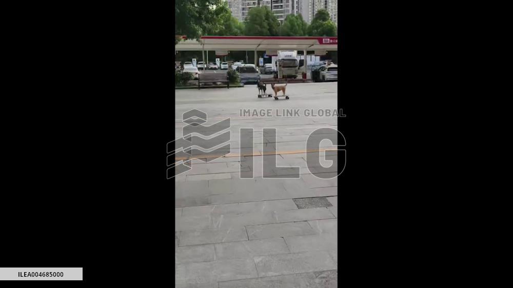 China: Dogs Ride Skateboards on Street in Chongqing