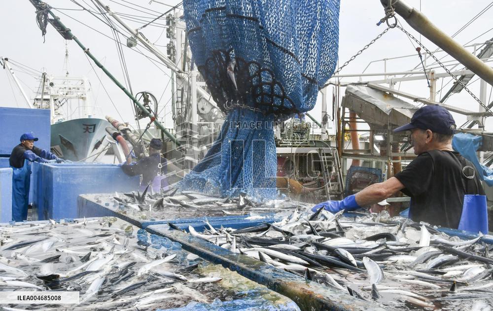 Season's 1st saury catch in Chiba