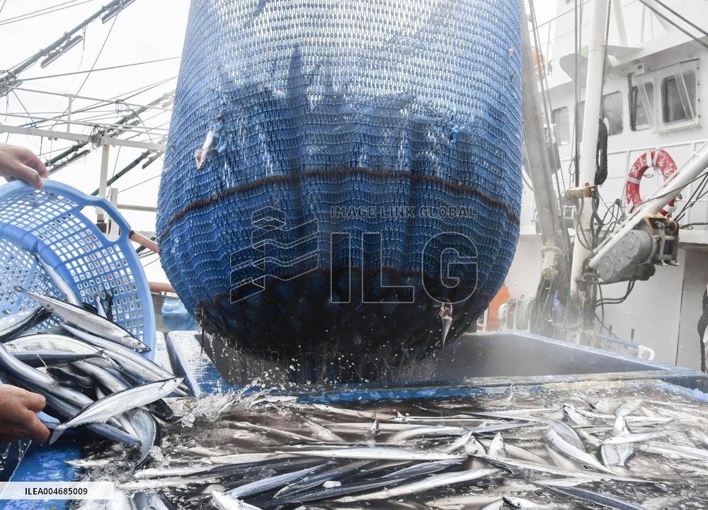 Season's 1st saury catch in Chiba