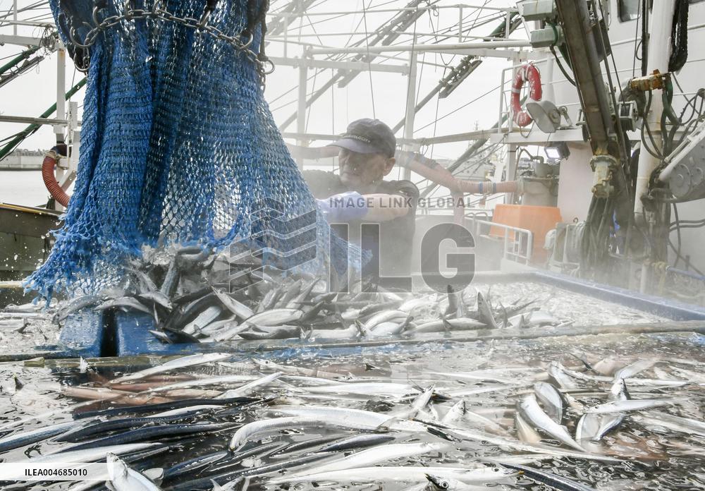 Season's 1st saury catch in Chiba