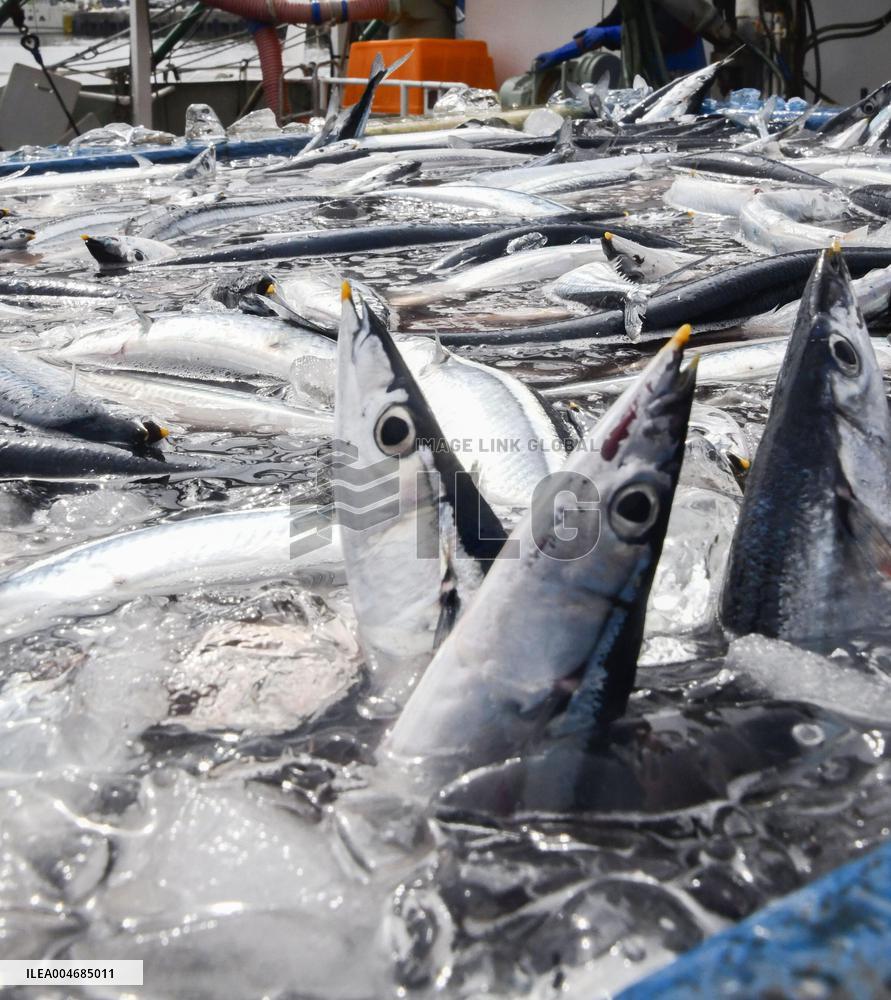 Season's 1st saury catch in Chiba