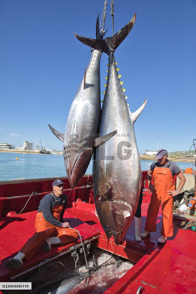 Tuna Fishing in Barbate - Cadiz
