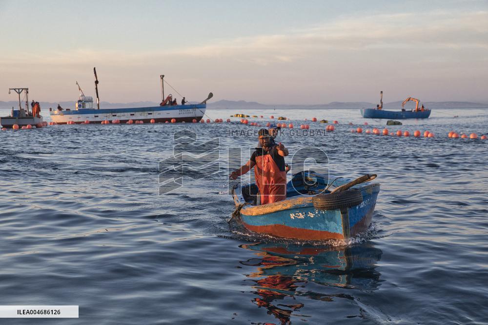 Tuna Fishing in Barbate - Cadiz