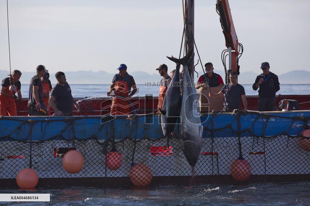 Tuna Fishing in Barbate - Cadiz