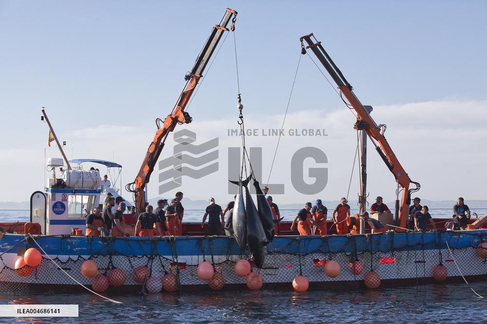 Tuna Fishing in Barbate - Cadiz