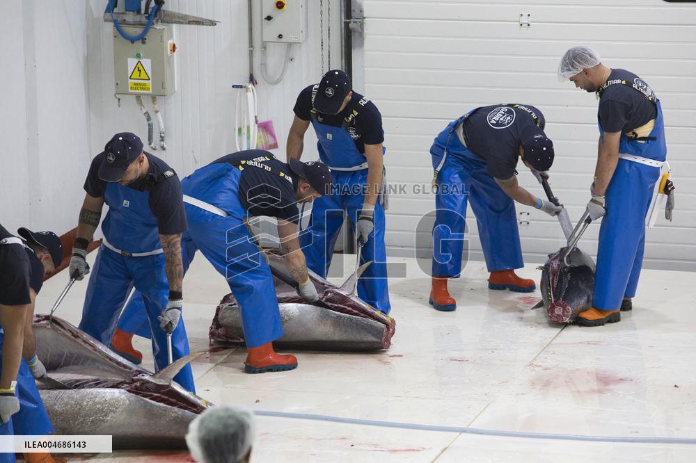 Tuna Fishing in Barbate - Cadiz