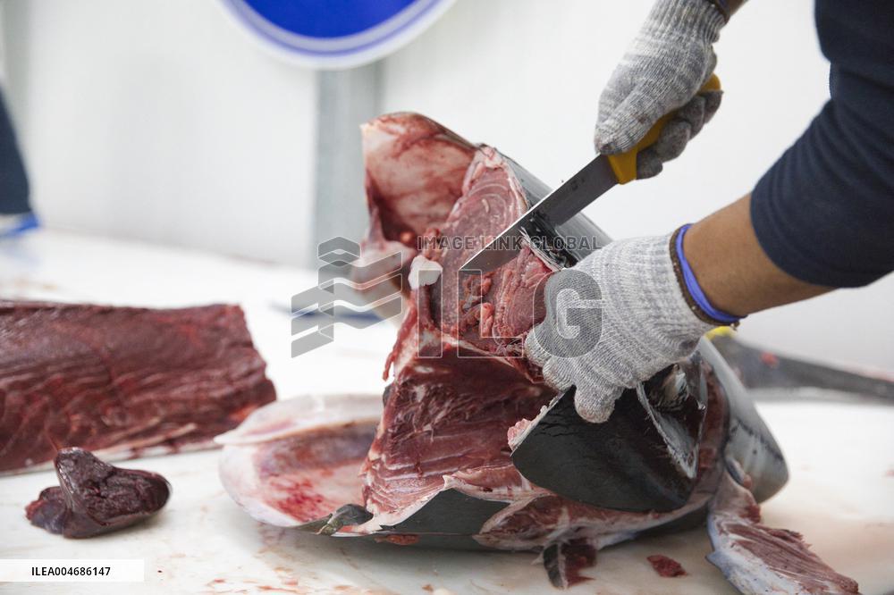 Tuna Fishing in Barbate - Cadiz