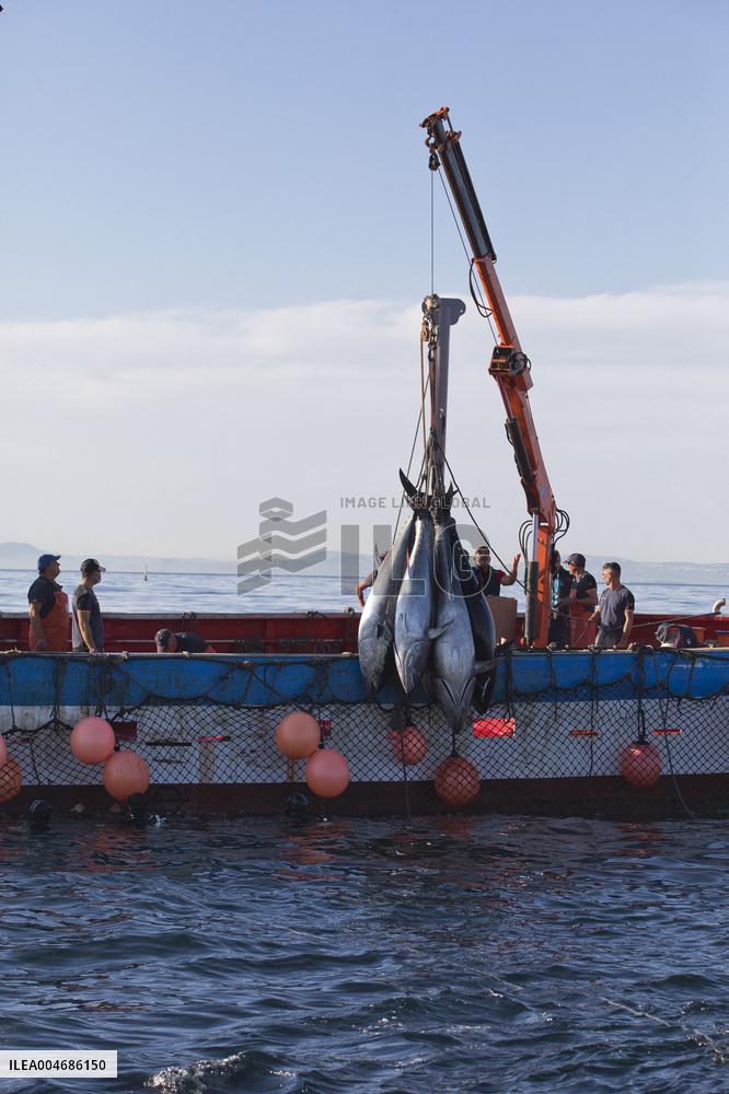 Tuna Fishing in Barbate - Cadiz