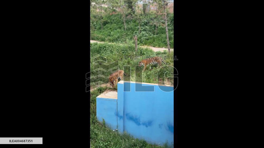 China: Stray Cat Killed After Entering Tiger Enclosure