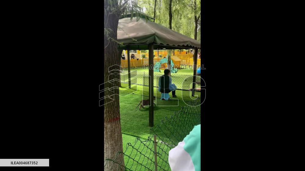 China: Playful Tiger Cub Sneaks Up on Caretaker in Harbin Zoo