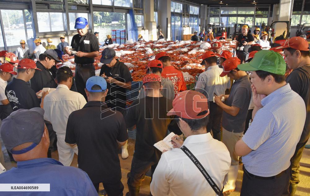 Red snow crab catch in western Japan
