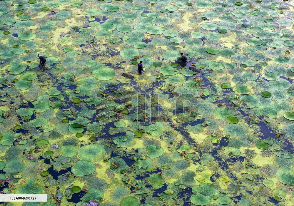 Water Chestnuts Harvest in Taizhou