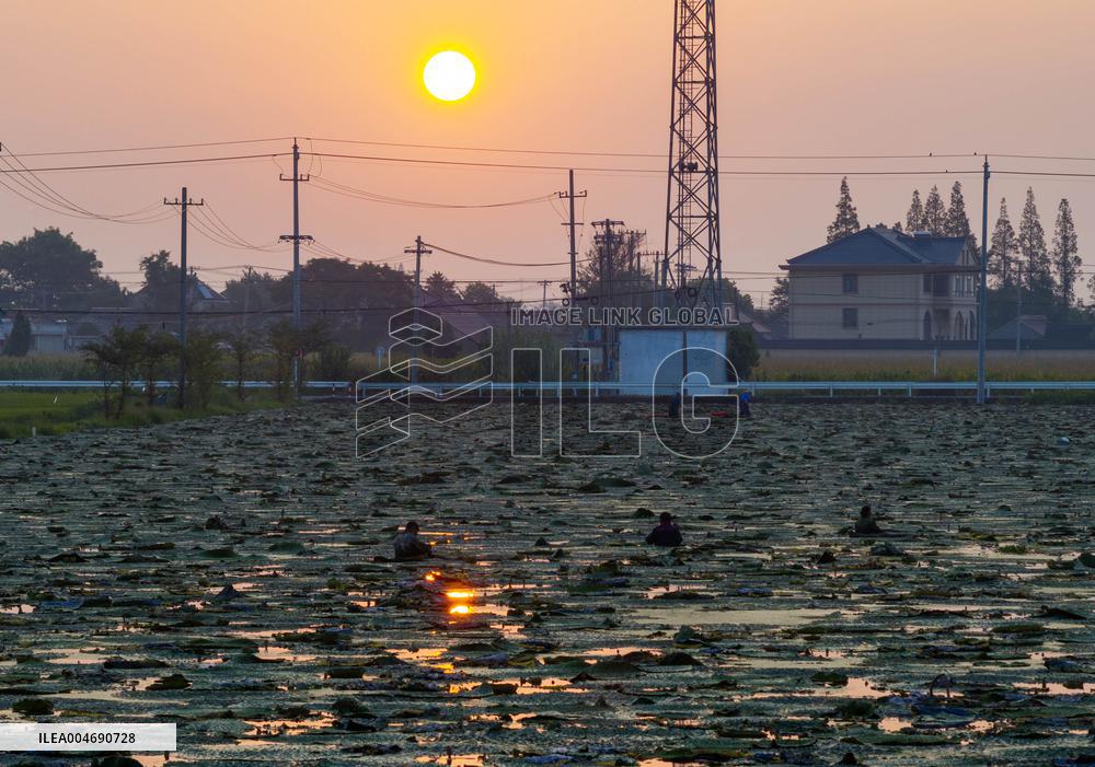 Water Chestnuts Harvest in Taizhou