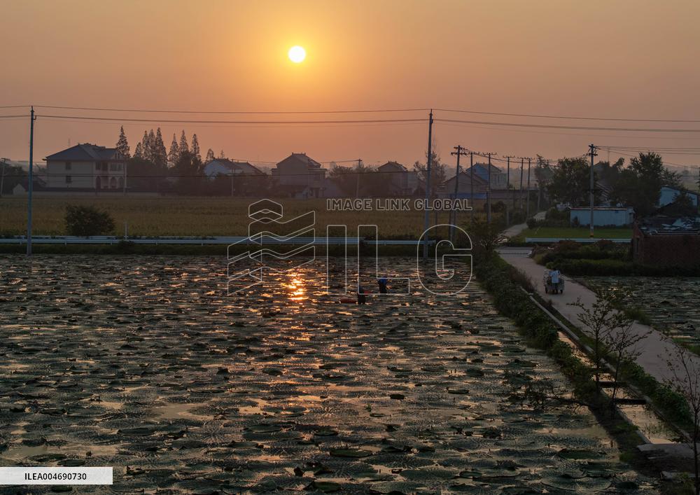 Water Chestnuts Harvest in Taizhou