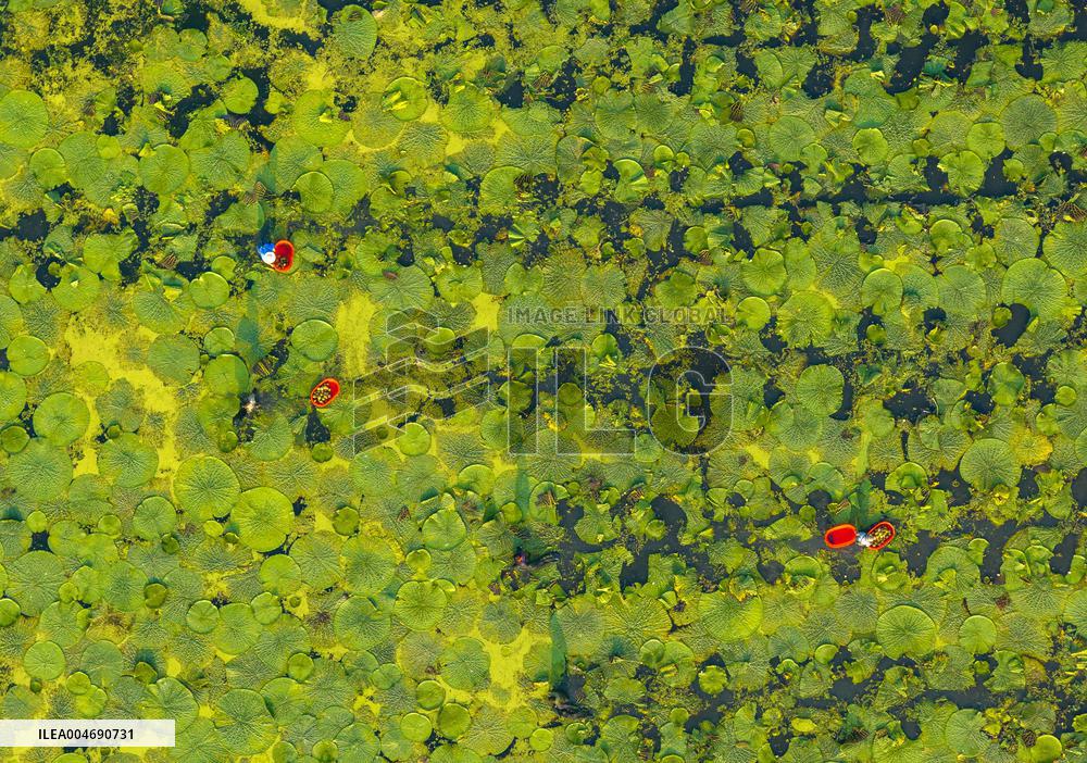Water Chestnuts Harvest in Taizhou