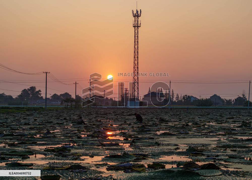 Water Chestnuts Harvest in Taizhou